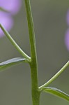 Smooth phlox