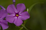 Smooth phlox