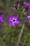 Smooth phlox