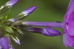 Smooth phlox