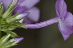 Smooth phlox