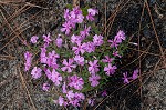 Trailing phlox