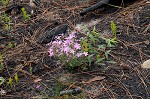 Trailing phlox