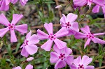 Trailing phlox