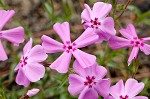 Trailing phlox