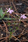 Trailing phlox