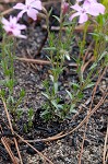 Trailing phlox