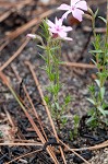 Trailing phlox