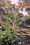 Trailing phlox