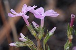 Trailing phlox