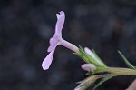 Trailing phlox