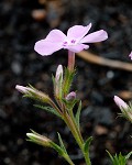 Trailing phlox