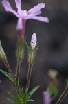 Trailing phlox