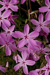 Trailing phlox