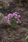 Trailing phlox