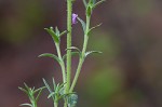 Trailing phlox