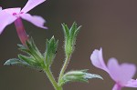 Trailing phlox