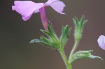 Trailing phlox