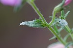 Trailing phlox