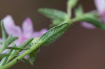 Trailing phlox