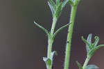 Trailing phlox