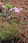 Trailing phlox