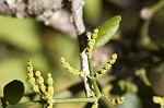 Oak mistletoe