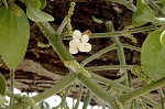 Oak mistletoe