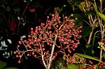 Taiwanese photinia