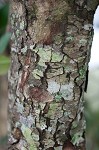 Taiwanese photinia