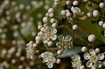 Taiwanese photinia