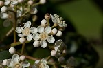 Taiwanese photinia