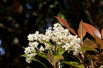 Taiwanese photinia