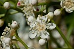 Taiwanese photinia