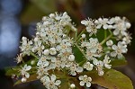 Taiwanese photinia