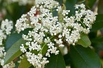 Taiwanese photinia