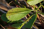 Turkey tangle frogfruit