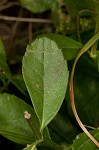 Turkey tangle frogfruit