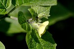 Virginia groundcherry