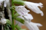 Narrowleaf false dragonhead