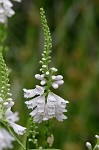 Narrowleaf false dragonhead