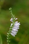 Narrowleaf false dragonhead