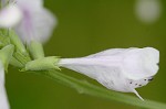 Narrowleaf false dragonhead