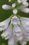 Narrowleaf false dragonhead