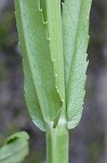 Narrowleaf false dragonhead