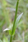 Narrowleaf false dragonhead