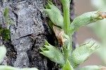 Narrowleaf false dragonhead