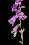 Eastern false dragonhead