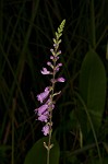 Eastern false dragonhead