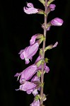 Eastern false dragonhead